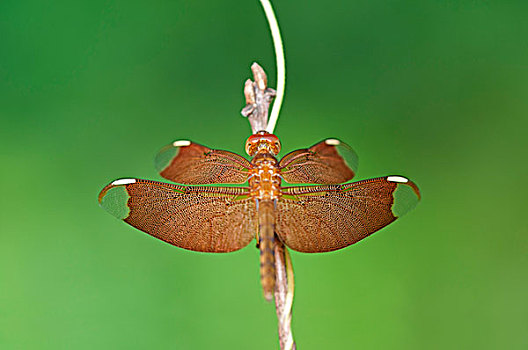 树林,蜻蜓,雌性,收获,柬埔寨,东南亚,亚洲
