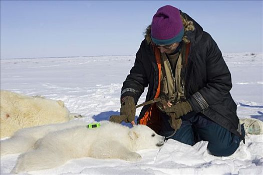 北极熊,研究人员,头骨,长度,3-4岁,老,幼兽,脆弱,瓦普斯克国家公园,曼尼托巴,加拿大