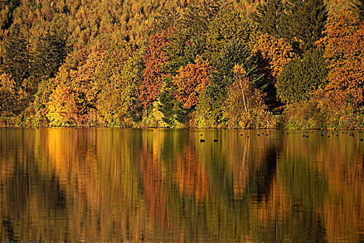 彩色,落叶林,秋天,湖,藻厄兰,北莱茵威斯特伐利亚,德国,欧洲