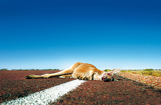 死,袋鼠,途中,澳大利亚