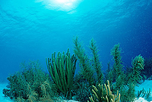 珊瑚礁,伯利兹,加勒比海,中美洲