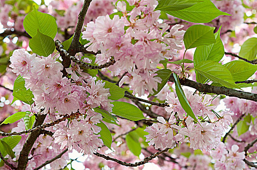 日本,樱花,树,花,春天,自然,背景,粉色,绿叶