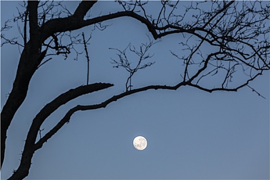 月亮,树