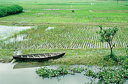 农田,孟加拉
