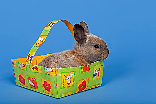 宠物,兔子,复活节,篮子