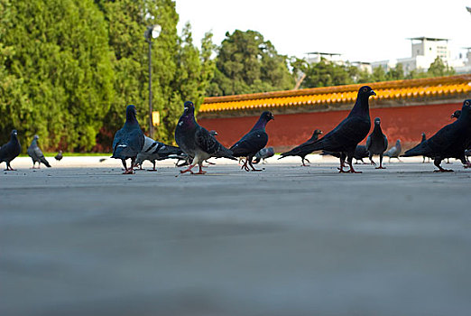 中国北京地坛广场上的鸽子群