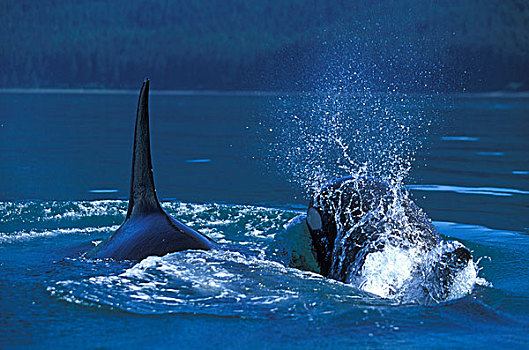 美国,阿拉斯加,国家公园,逆戟鲸,鲸,游动,冰,海峡,靠近,岛屿
