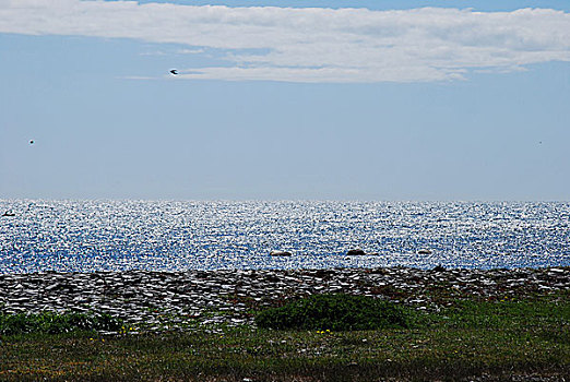 闪光,海岸