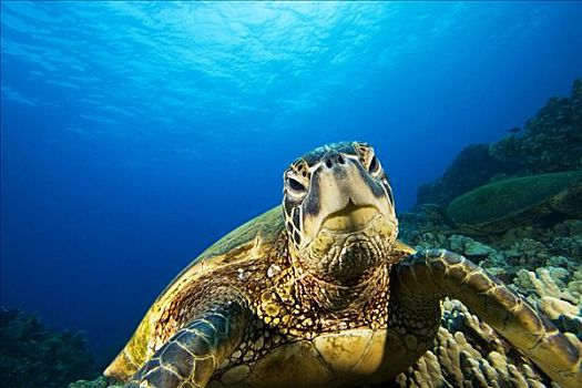 夏威夷,绿海龟,龟类,高处,珊瑚礁