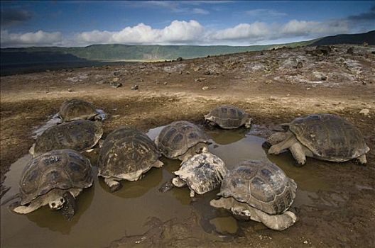 阿尔斯多火山海岛陆龟,加拉巴哥象龟,群,翻腾,阿尔斯多火山,地面,伊莎贝拉岛,加拉帕戈斯群岛,厄瓜多尔