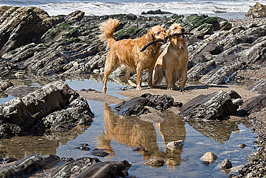 两个,金毛猎犬,玩,棍,靠近,潮汐塘,海滩