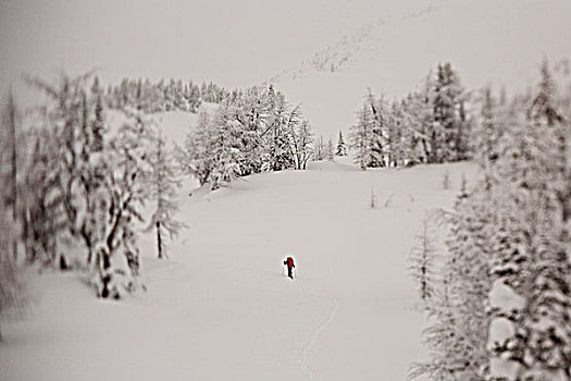 滑雪者,地面,边远地区,不列颠哥伦比亚省,加拿大