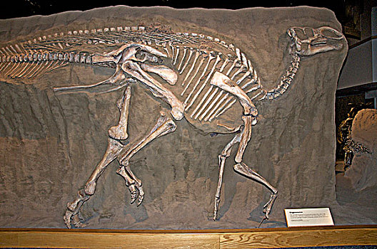 骨骼,白垩纪,时期,恐龙省立公园,阿尔泰,加拿大