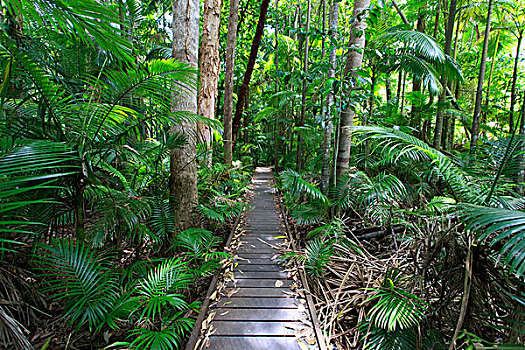 雨林,木板路,百年,湖,植物园,昆士兰