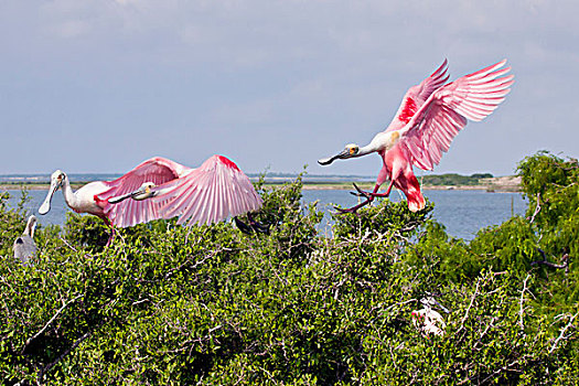 粉红琵鹭,德克萨斯,美国