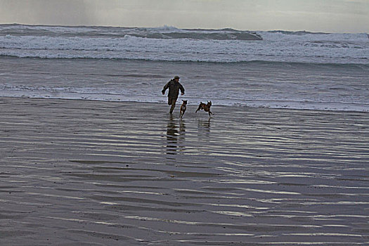 男人,两只,狗,玩,海浪,环太平洋国家公园,温哥华岛,不列颠哥伦比亚省