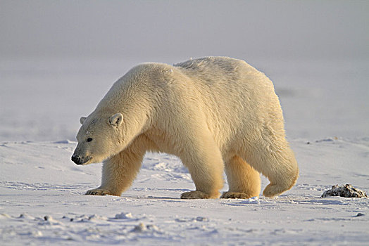 北美,美国,阿拉斯加,北极,野生动植物保护区,北极熊