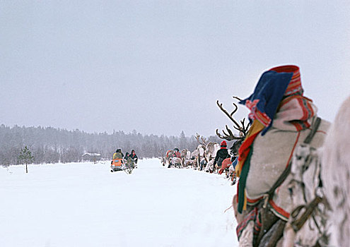 芬兰,驯鹿,雪撬,排列,后视图
