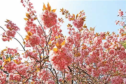 盛开,粉色,樱桃树,公园