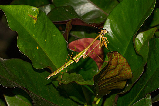 螳螂,绿叶,西部,马达加斯加
