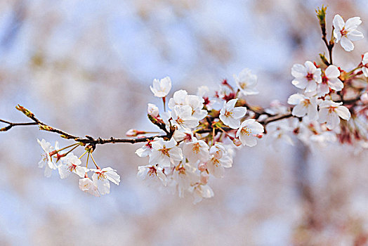 上海樱花,辰山植物园赏樱
