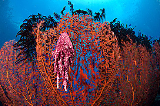 红海,海绵,彩色,蛤蜊,联结,巴布亚新几内亚