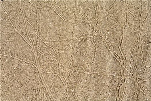痕迹,沙丘,富埃特文图拉岛,加纳利群岛