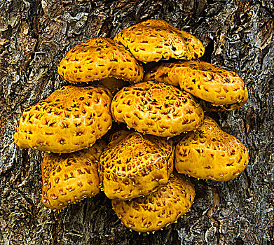 蘑菇,枫树,树干,萨德伯里,安大略省,加拿大