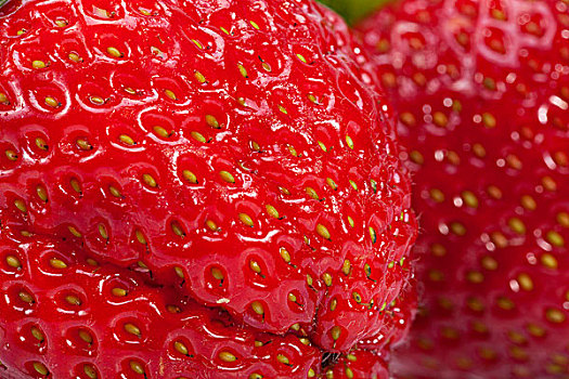 背景,红色,草莓,特写