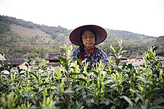 松阳茶场