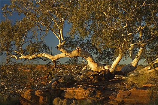 灵异,橡胶树,国家公园,北领地州,澳大利亚