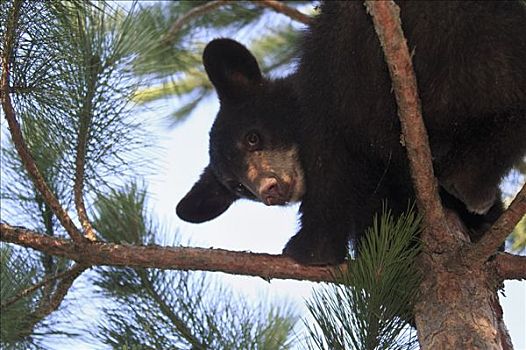 黑熊,幼兽,树上,明尼苏达,美国