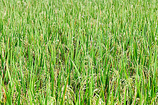 稻米,植物,巴厘岛,印度尼西亚,亚洲