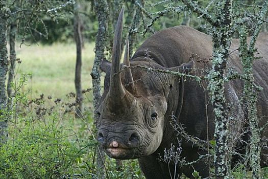 黑犀牛,驯服,独特,禁猎区,肯尼亚