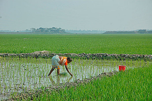 女人,种植,稻田,地点,达卡,孟加拉,二月,2008年