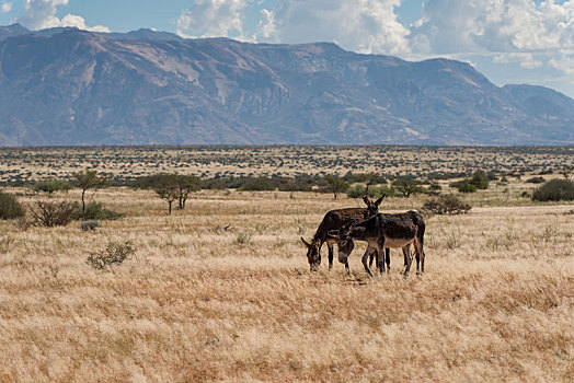 三个,放牧,驴,一个,看镜头,达马拉兰,纳米比亚西北部,山,背景
