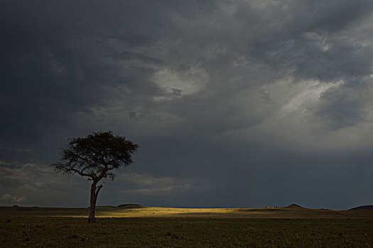 乌云,剪影,刺槐,树,三角形,马赛马拉国家保护区,肯尼亚,非洲