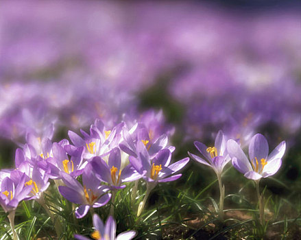 春天,藏红花,紫罗兰,植物,观赏植物,花,春花,精美,花地,季节