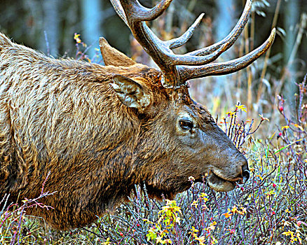 公麋鹿,北美马鹿,鹿属,放牧,落基山脉,碧玉国家公园,加拿大,麋鹿,一个,鹿,北美