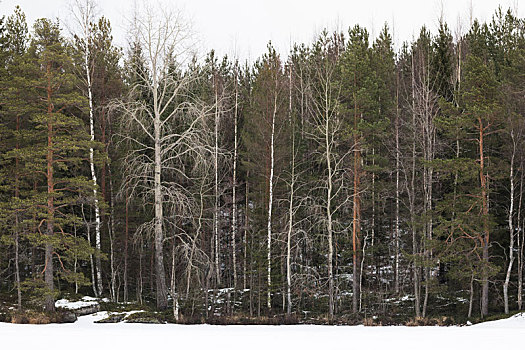 芬兰,不同,树,边缘,树林,白杨,松树,桦树