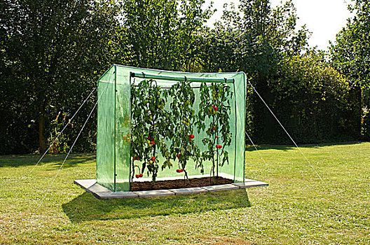 温室,西红柿,花园
