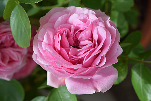 漂亮,花,粉红玫瑰,特写