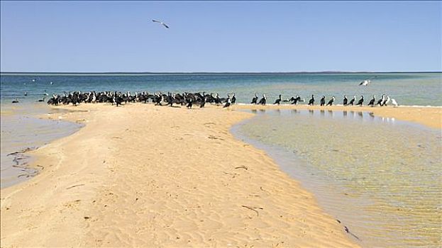 鸬鹚,生物群,鸬鹚属,海滩,鲨鱼湾,西澳大利亚,澳大利亚