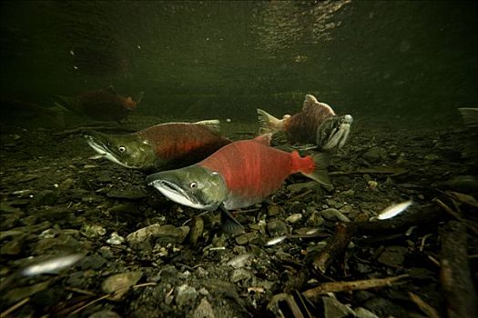 红大马哈鱼,红鲑鱼,展示,饲养,彩色,产卵,季节,威廉王子湾,阿拉斯加