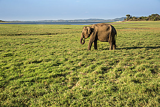 亚洲象,象属,国家公园,斯里兰卡,亚洲