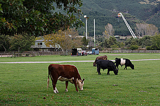 新西兰农业
