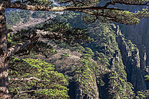 黄山风光