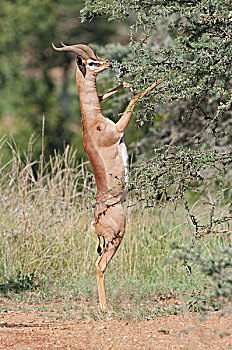 非洲瞪羚,长颈羚,浏览,牧场,肯尼亚