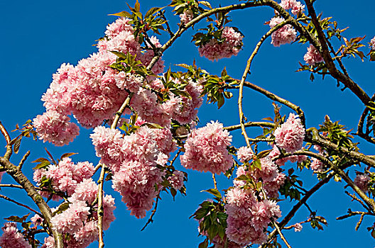 英格兰,北约克郡,粉色,花,树