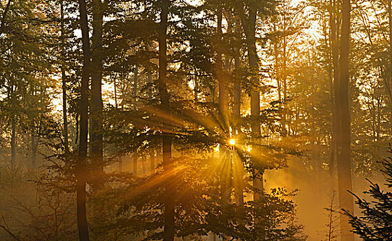 日出,模糊,山毛榉,小树林,施佩萨特,巴伐利亚,德国